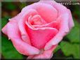 bright pink rose flower pictures