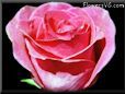 dark pink rose flower pictures