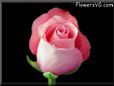pink rose flower pictures