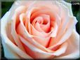 light pink white rose flower pictures