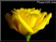 Yellow rose flower pictures