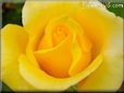 Yellow rose flower pictures