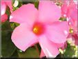 pink mandevilla flower