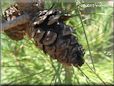  pine cone