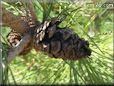 pine cone