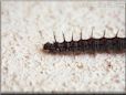 caterpillar picture