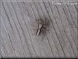jumping spider