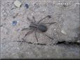 picture of wolf spider