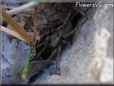 wolf spider photo