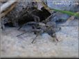 wolf spider pic