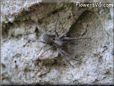 wolfspider picture