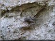 wolfspiders picture