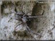 wolf spiders picture