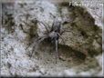 wolf spider pictures