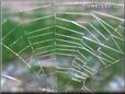 spider web picture