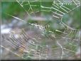 spider web graphic