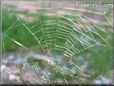 spider web background