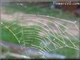 spider webs picture