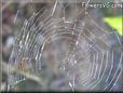 spiderwebs pictures