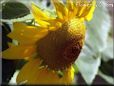 sunflower picture
