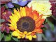 sunflower flower picture