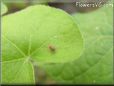 picture of tick