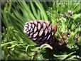 pine cone tree picture