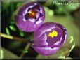 purple crocus flower picture