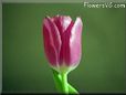 tulip plant