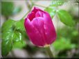 tulip photo