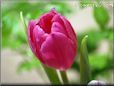 tulip flower photo