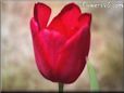 red tulip flower picture