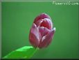tulip flower photos