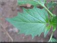 tomatillo leaf