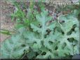 watermelon leaves