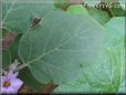 eggplant leaf