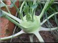 kohlrabi vegetable