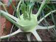 kohlrabi vegetable