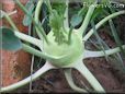 kohlrabi vegetable