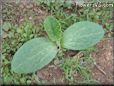  pumpkin seedling