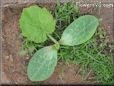  pumpkin seedling