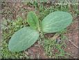  pumpkin seedling