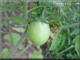 pear tomato