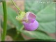 purple pink bean flower blossom