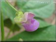 bean flower blossom pictures