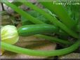 small zucchini