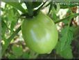 pear tomato