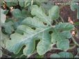 watermelon leaves