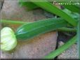 small zucchini