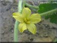 watermelon blossom